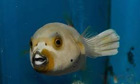 There are more than 120 different species of puffer fish, said kristin claricoates, dvm at chicago exotics animal hospital. Dogface Puffer Fish Medium 3 4 Arothron Nigropunctatus Only