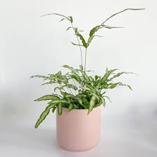 Image result for Pteris