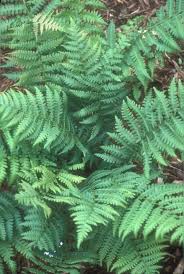 Image result for Athyrium annae