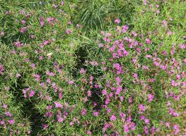 Image result for Vernonia kirkii