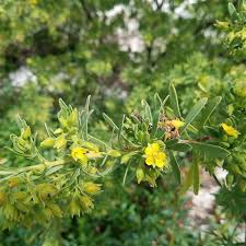 Image result for Surianaceae