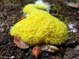 Around the home, you may find slime mold in the mulch on your lawn, among leaves collecting in your eaves troughs, or inside in an air conditioner unit—particularly if its drainage is clogged and it's collecting water. Weird And Wonderful Slime Mold