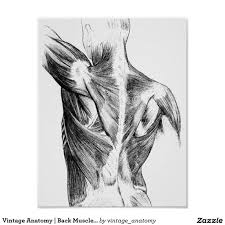 Dezeen awards is the architecture, interiors and design awards programme organised by dezeen, the world's most popular design magazine. Vintage Anatomy Back Muscles Circa 1852 B W Poster Zazzle Com Au Anatomy Back Black And White Artwork Anatomy Images
