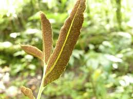 Image result for Megalastrum lanuginosum