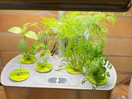 Maybe you would like to learn more about one of these? Best Indoor Herb Gardens Of 2021