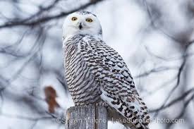 Birds Of Prey Northern Michigan Pin By Jean Hall On Whites And Neutrals Snowy Owl Upper Peninsula Upper Peninsula Michigan