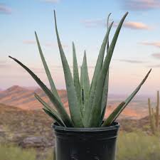 Image result for Aloe carnea