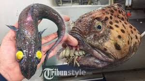 Lebih tepatnya yaitu di bawah epipelagic maupun zona fotik yang. Nelayan Ini Tangkap 20 Jenis Ikan Di Laut Dalam Simak Aneka Penampakannya Yang Tak Biasa Tribun Kaltim