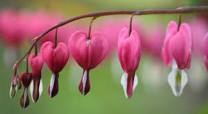Keep soil moist, but foliage dry. Bleeding Heart Flower Meaning Symbolism And Colors