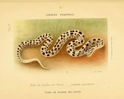 Image result for Bothrops punctatus