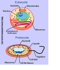 Check spelling or type a new query. Cell Project Screen 2 On Flowvella Presentation Software For Mac Ipad And Iphone