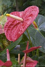 Anthurium Vesuvio One Of The Many Cultivated Forms Usually Hybrids Or Cultivars Of The Flamingo Flower Anthurium Andraeanum An Epiphytic Evergreen Perenn