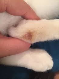 Why does my cat have patches of hair missing? Weird Reddish Bald Patches On My Cat S Back Leg Any Idea What It Could Be Thecatsite