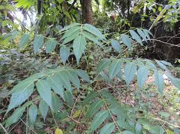 Image result for Brucea antidysenterica