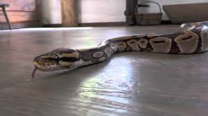 Auf den ersten blick ist die giftigste schlange der welt ein eher unspektakuläres. Schwarze Mamba Youtube
