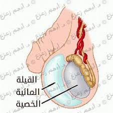 pin on دعامة القضيب