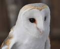 Tawny Owl
