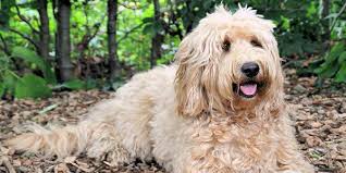 The pup must still be confined to a small carrier but will not be in cargo. Labradoodle Dog Breed Information Dogexpress