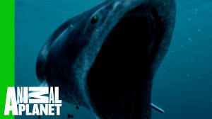 These animals were about half the size of african lions, but they had jaws that may even have been. The Whale Shark Is A Small Fry Compared To Biggest Fish Ever Youtube