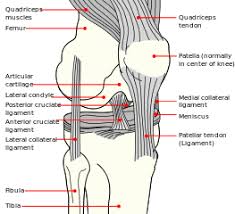 Image result for Patella Tracking Assessment