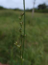 Image result for Scleria foliosa