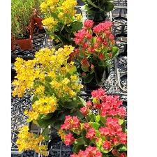 Image result for Kalanchoe lateritia