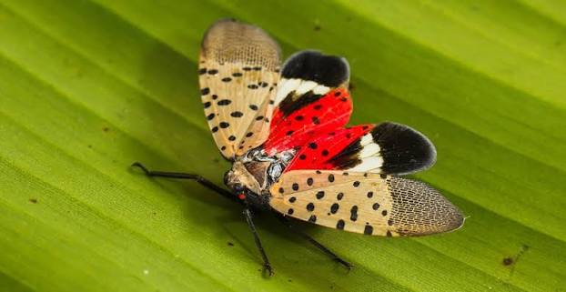 What's so bad about the spotted lanternfly? | Natural History Museum