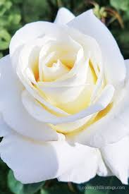The white variety looks the best of all and is often used for decoration purpose. 280 White Roses Wallpaper Ideas White Roses White Roses Wallpaper Beautiful Roses