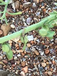 Image result for Carrichtera annua