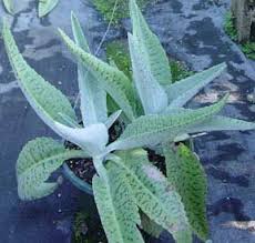 Kalanchoe Plant Care How To Grow The Kalanchoe Plant Care Houseplant Plant Care Plants