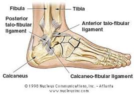 Foot Bones Ligaments Muscles Strains Sprained Ankle Ankle Injury Ankle Anatomy