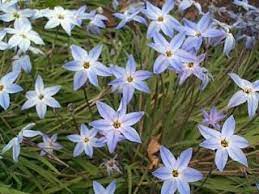 Check spelling or type a new query. Favorite Spring Blooming Small Bulbs Gardening Products Review