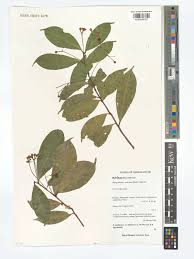 Image result for Nesogordonia