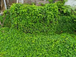 Image result for Merremia emarginata