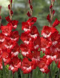 Catalogus C Steenvoorden Gladiolus Flower Bonsai Flower Daffodil Bulbs