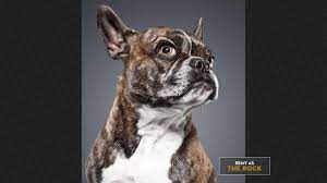Remy As The Rock The People S Pup Check Out More Http Wwe Me Lkyae Wwe Perros Animal Domestico