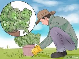 You will still have cats visiting your garden but you will relocate the damage. 3 Ways To Prevent Cats From Pooping In The Garden Wikihow