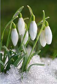 First Sign Of Spring Bulb Flowers Amazing Flowers Spring Flowers