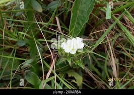 Image result for Crabbea