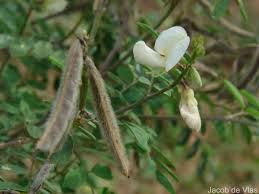 Image result for Tephrosia villosa