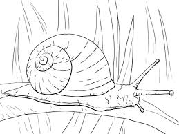 Desenhos De Caracol Para Colorir Pintar E Imprimir Colorironline Com