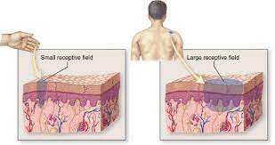 Receptive Fields The Specific Area Monitored By Each Sensory Neuron Is Called Its Receptive Field A Smaller Receptive Field Offers Grea Neurons Sensory Field