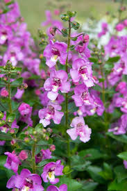 Image result for Angelonia