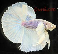Select from distinct thailand betta fish at alibaba.com to enhance the aesthetic appearance of your interior decor. Peces Bettas Dumbo Home Facebook