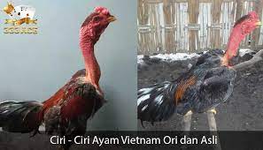 Begitu ayam vietnam mendapatkan ancaman,ia akan segera melakukan belasan dengan cepat saat pertarungan sedang berlangsung,ayam vietnam mampu menempatkan diri ke dalam posisi yang. Ciri Ciri Ayam Vietnam Ori Dan Asli Sabung Ayam Online Asli Vietnam Jenis