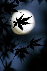 Entdecke rezepte, einrichtungsideen, stilinterpretationen und andere ideen zum ausprobieren. Best Hd Weed Background Wallpaper Free Download 2021