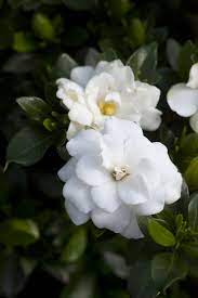 The Best Shade Loving Plants Plants For Shade Hgtv Gardens Container Plants Gardenia Shrub Plants