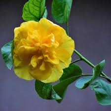 Hibiscus leaves turn yellow and drop from the plant due to stress. Yellow Double Hibiscus Plant Nestreeo Com