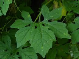 Image result for Momordica charantia