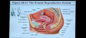 The female reproductive system includes the ovaries, fallopian tubes, uterus, vagina, vulva, mammary glands and breasts. Anatomy And Physiology Help Chapter 28 Reproductive System Youtube